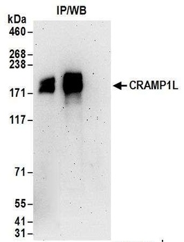 Rabbit CRAMP1L Antibody