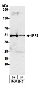 Rabbit IRF8 Antibody