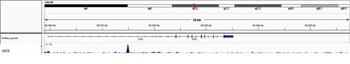Rabbit IRF8 Antibody