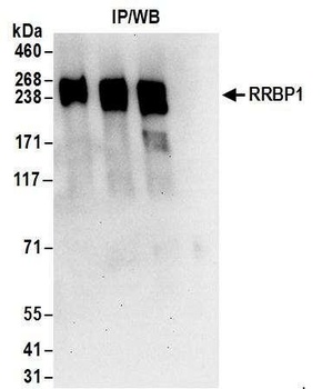 Rabbit RRBP1 Antibody