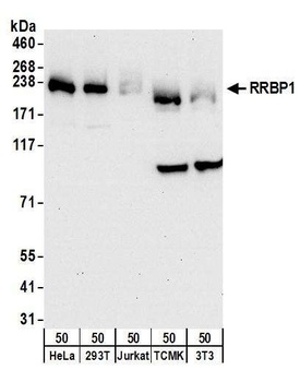 Rabbit RRBP1 Antibody