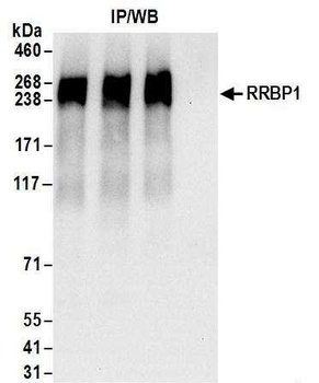 Rabbit RRBP1 Antibody