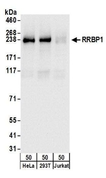 Rabbit RRBP1 Antibody