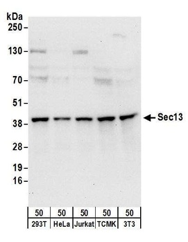Rabbit Sec13 Antibody