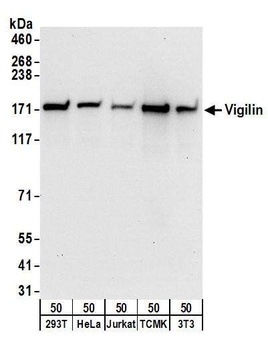 Rabbit Vigilin Antibody