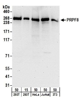 Rabbit PRPF8 Antibody