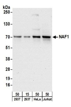 Rabbit NAF1 Antibody