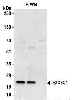 Rabbit EXOSC1 Antibody