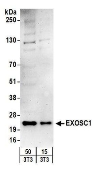 Rabbit EXOSC1 Antibody