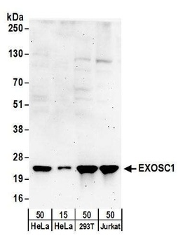 Rabbit EXOSC1 Antibody