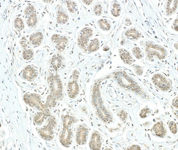 Rabbit PSMD1 Antibody
