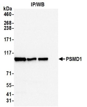 Rabbit PSMD1 Antibody