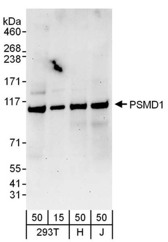 Rabbit PSMD1 Antibody