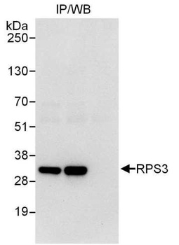 Rabbit RPS3 Antibody