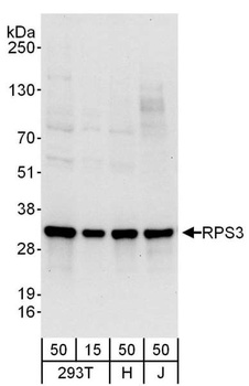Rabbit RPS3 Antibody