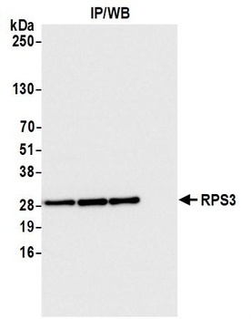 Rabbit RPS3 Antibody