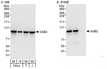 Rabbit XAB2 Antibody