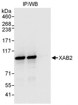 Rabbit XAB2 Antibody