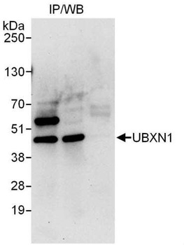 Rabbit UBXN1 Antibody
