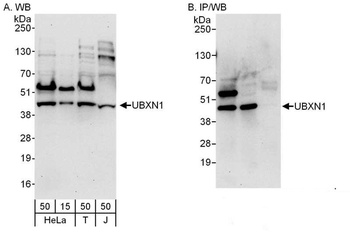 Rabbit UBXN1 Antibody