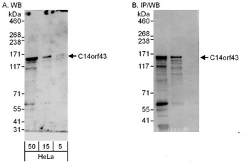 Rabbit C14orf43 Antibody