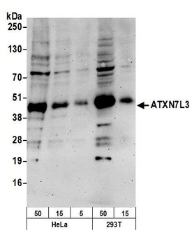 Rabbit ATXN7L3 Antibody