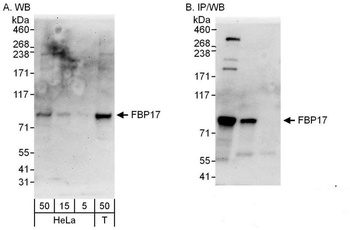 Rabbit FBP17 Antibody
