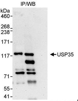 Rabbit USP35 Antibody