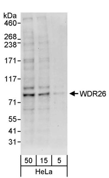 Rabbit WDR26 Antibody