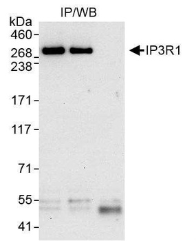Rabbit IP3R1 Antibody