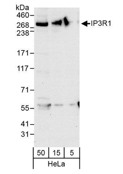 Rabbit IP3R1 Antibody