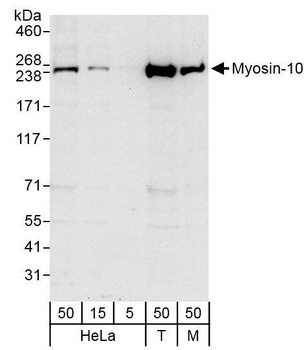 Rabbit Myosin-10 Antibody