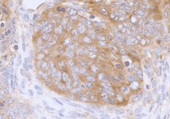 Rabbit eIF3A/eIF3S10 Antibody