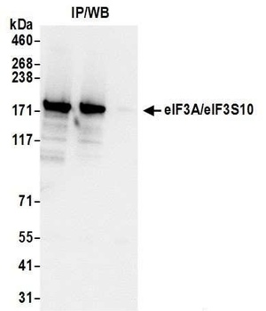 Rabbit eIF3A/eIF3S10 Antibody