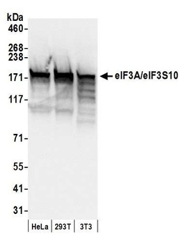 Rabbit eIF3A/eIF3S10 Antibody