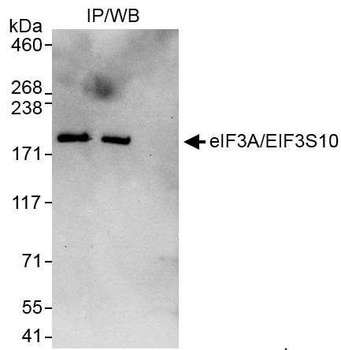Rabbit eIF3A/eIF3S10 Antibody