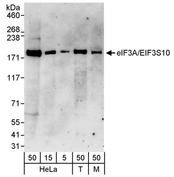 Rabbit eIF3A/eIF3S10 Antibody