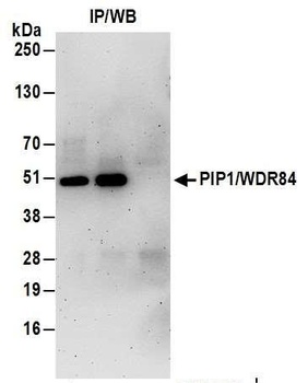 Rabbit PIP1/WDR84 Antibody