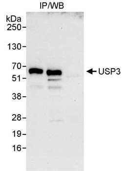 Rabbit USP3 Antibody