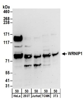 Rabbit WRNIP1 Antibody