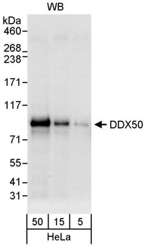 Rabbit DDX50 Antibody