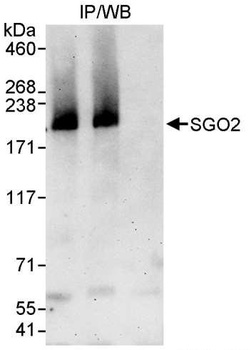 Rabbit SGO2 Antibody