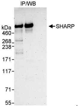 Rabbit SHARP Antibody