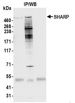 Rabbit SHARP Antibody