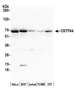 Rabbit CSTF64 Antibody