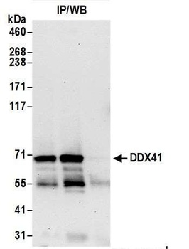 Rabbit DDX41 Antibody