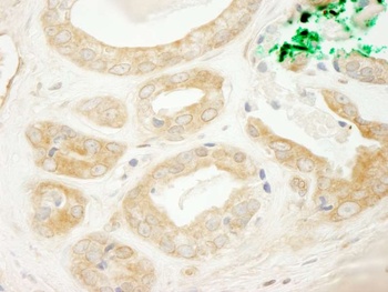 Rabbit BIG2/ARFGEF2 Antibody