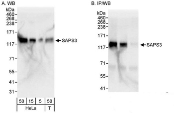 Rabbit SAPS3 Antibody