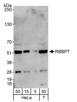 Rabbit RbBP7 Antibody