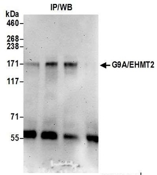 Rabbit G9A/EHMT2 Antibody